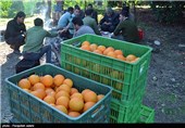 خرید مرکبات از باغداران استان مازندران آغاز شد