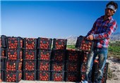 9 هزار تن گوجه‌فرنگی از کشاورزان استان بوشهر خریداری شد