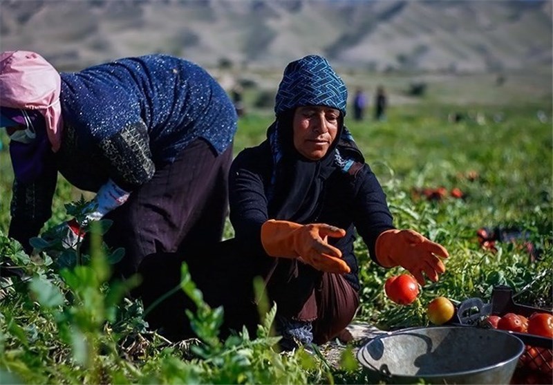 «قِسط و قَرض» محصول کشاورزی در خراسان شمالی