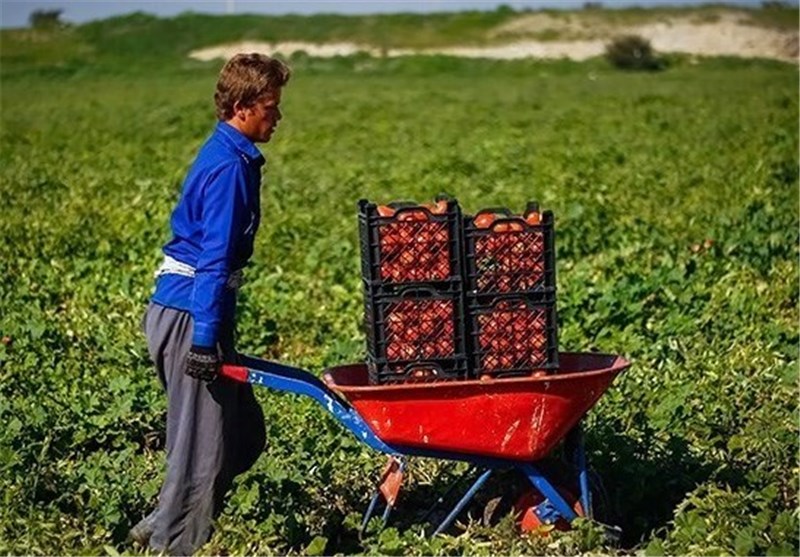 سالانه 1.2 میلیون تن گوجه فرنگی در استان فارس تولید می‌شود‌