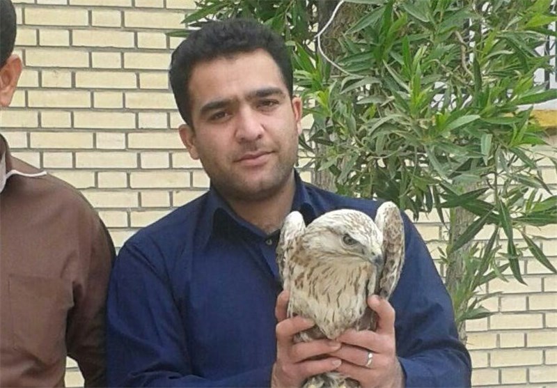 4 پرنده شکاری نادر تحویل محیط زیست بوشهر شد