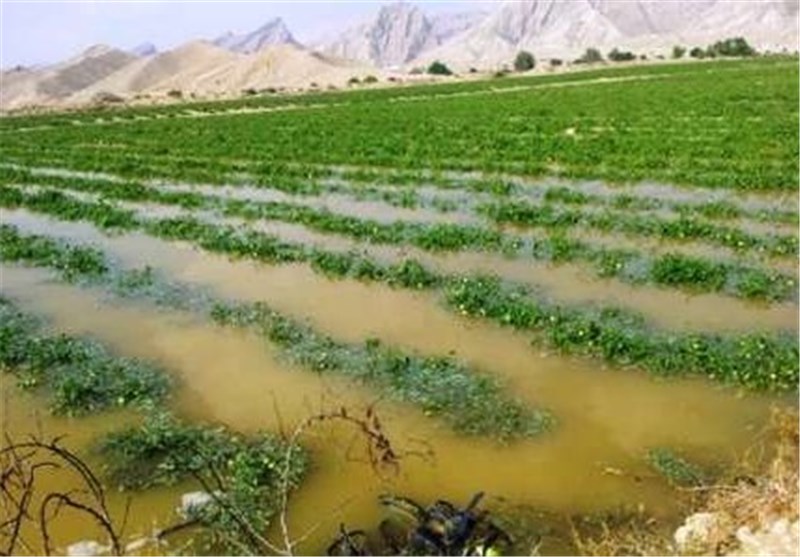 خشکسالی 81 هزار هکتار اراضی دیم استان کهگیلویه و بویراحمد را نابود کرد