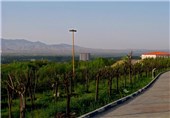 5 هزار هکتار از اراضی کشاورزی زنجان به باغ شهر تبدیل شده است