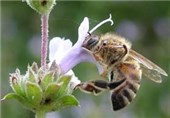 180 هزار زنبور براگون در مزارع اندیمشک رهاسازی شد