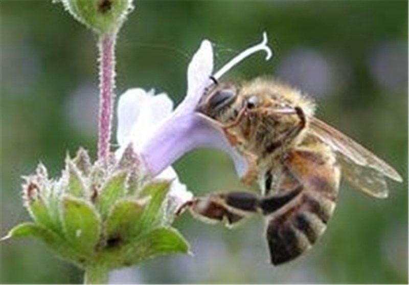180 هزار زنبور براگون در مزارع اندیمشک رهاسازی شد