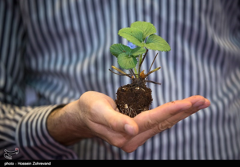 دو فرآورده‌ گیاهی که نباید بخورید