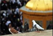 جشنواره ملی داستان رضوی کبوتر حرم در سمنان برگزار می‌شود
