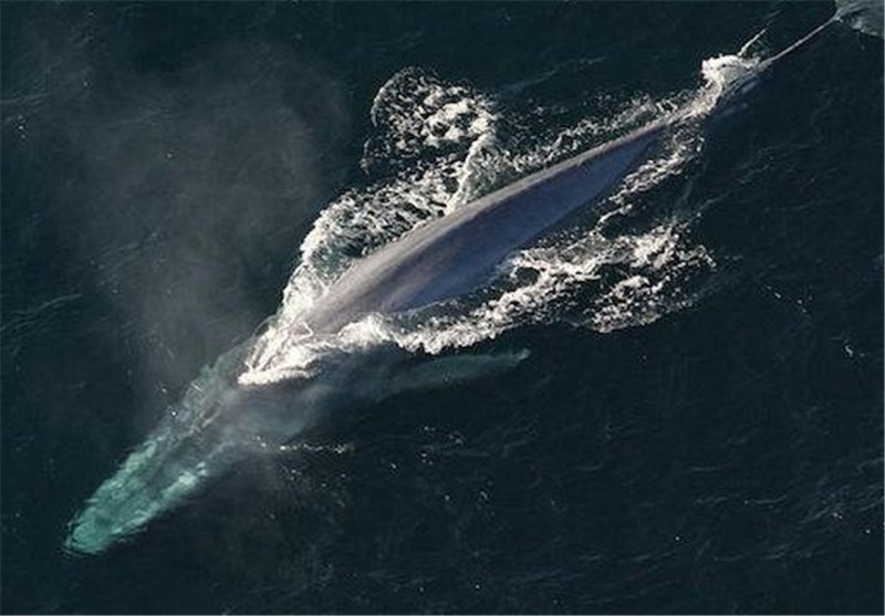 Japan Kills 333 Whales for &apos;Research&apos;