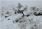 بارش برف در شهرستان مرزی خاش سبب خوشحالی کشاورزان شده است