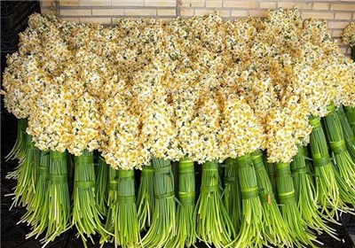 تولید گل نرگس در فارس سالانه 30 میلیارد ریال درآمدزایی دارد