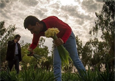 گل نرگس بهبهان؛ یک قدم تا ثبت ملی