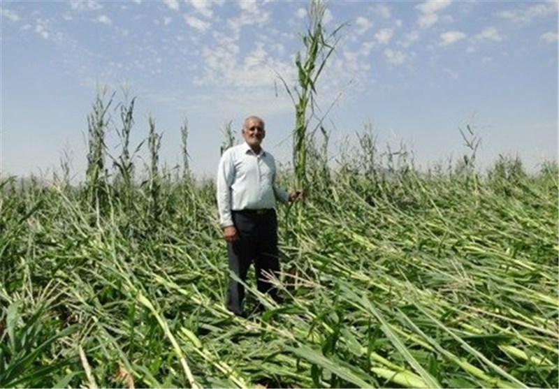 بیش از 90 میلیارد ریال خسارت به مزارع گندم و جو شهرضا وارد شده است