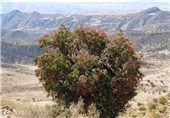 متوسط کاشت درختان «بنه» در اراضی استان کرمانشاه 20 برابر شود