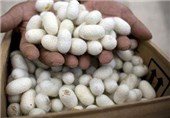 200 تن پیله تر ابریشم در استان گلستان تولید می‌شود
