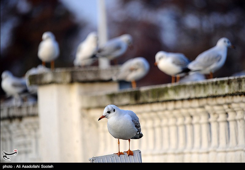 103 قطعه پرنده وحشی از صیادان حرفه‌ای در مشهد کشف شد