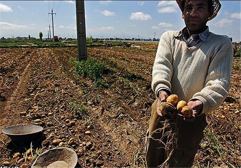 کاهش قیمت و عدم صادرات، سیب‎زمینی‌کاران همدانی را تهدید می‌کند