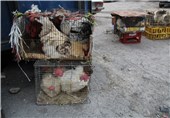 عرضه و فروش مرغ زنده در شهر کرج ممنوع شد
