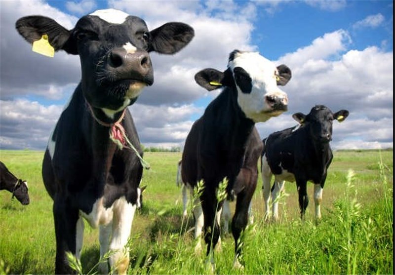 نقش گاوها در تغییرات آب و هوایی زمین