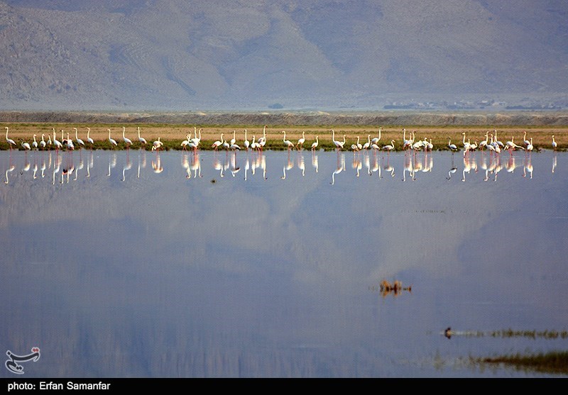نخستین گروه از پرندگان مهاجر وارد تالاب‌های استان گلستان شدند
