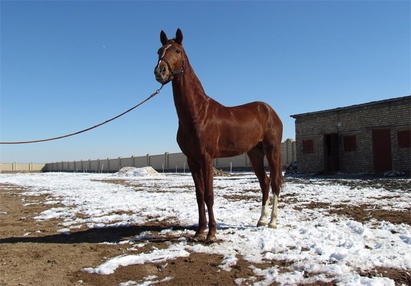 جشنواره اسب اصیل ترکمن در گلستان برگزار می‌شود