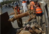 سگ‌های ولگرد در شرق استان تهران عقیم‌سازی می‌شوند