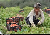 540 هزار تن گوجه فرنگی خارج از فصل در استان بوشهر برداشت می‌شود
