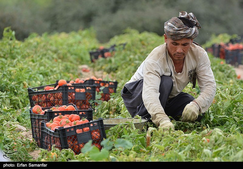 540 هزار تن گوجه فرنگی خارج از فصل در استان بوشهر برداشت می‌شود