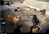 تشدید اقدامات مسئولان شهرضا برای جمع‌آوری سگ‌های ولگرد/ افزایش آمار گزیدگی حیوانات