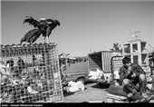 همدان|بازارچه‌های محلی فروش پرندگان؛ پاشنه آشیل شیوع آنفلوآنزای مرغی