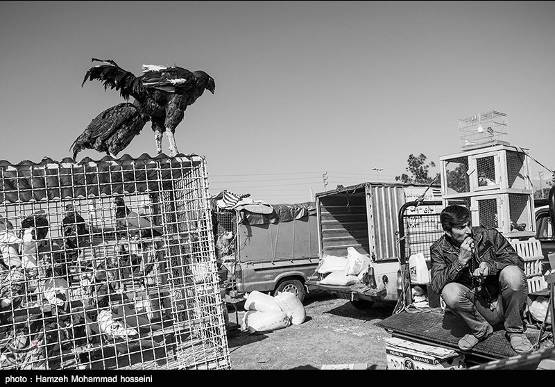 همدان|بازارچه‌های محلی فروش پرندگان؛ پاشنه آشیل شیوع آنفلوآنزای مرغی