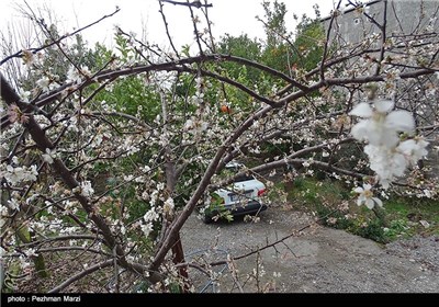 Spring Blooms in Iran&apos;s Northern City of Tonekabon