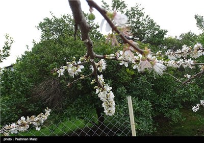 Spring Blooms in Iran&apos;s Northern City of Tonekabon