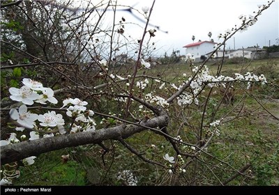 Spring Blooms in Iran&apos;s Northern City of Tonekabon