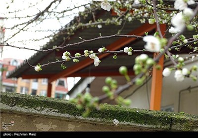 Spring Blooms in Iran&apos;s Northern City of Tonekabon