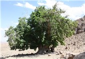 درخت چنار کهنسال در مشگین‌شهر ثبت ملی می‌شود
