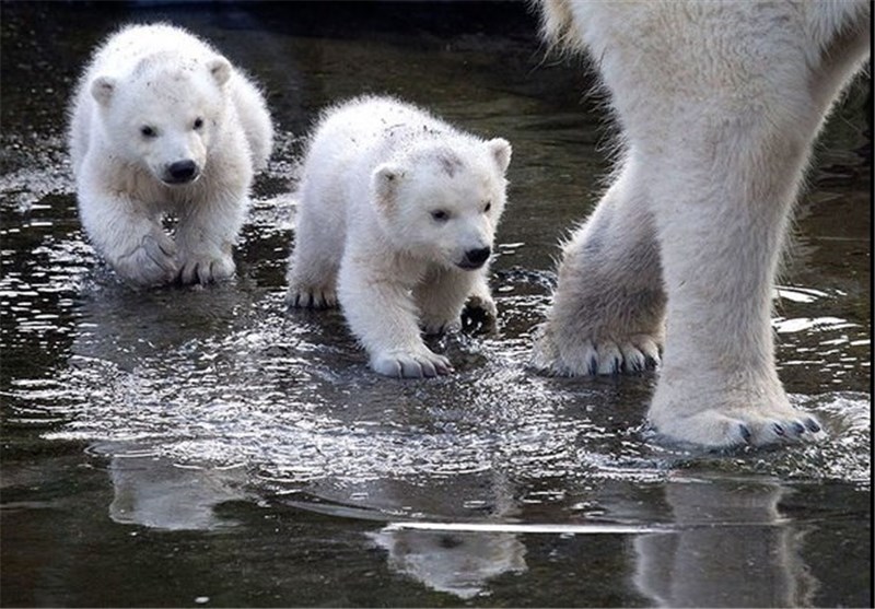 خرس های قطبی در معرض نابودی هستند