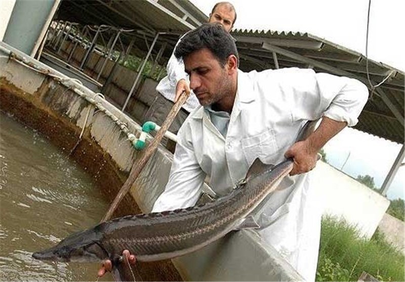بزرگترین مجتمع ماهیان خاویاری در استان گلستان احداث می‌شود