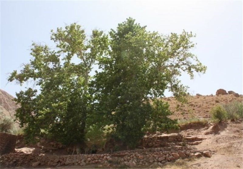 «درخت چنار» و «دودکش‌های جن» اردبیل به ثبت ملی رسید