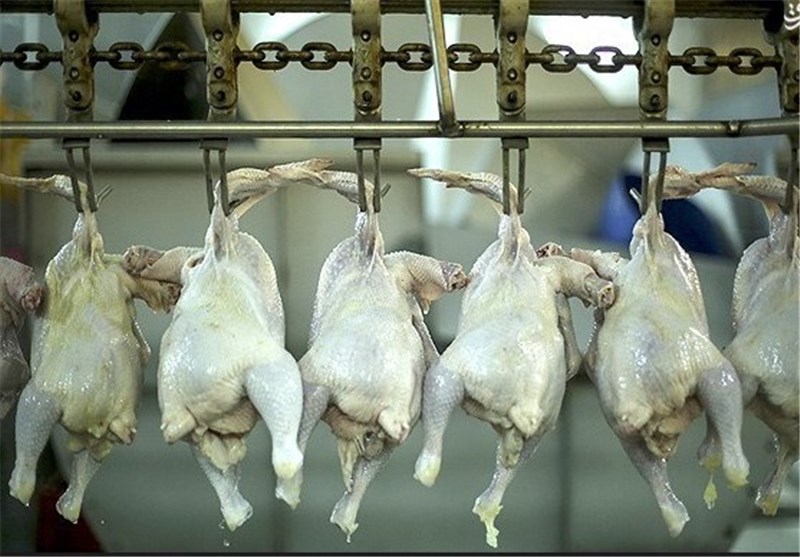 بیش از 18 تن گوشت مرغ در کشتارگاه‌های قم بازرسی شد