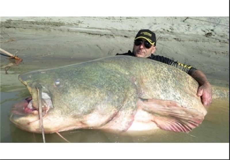 عکس/ صید ماهی 127 کیلویی از رودخانه