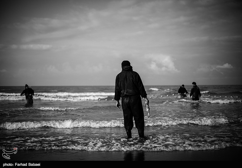 صیادان غیرمجاز دام‌های خاویاری در گمیشان دستگیر شدند