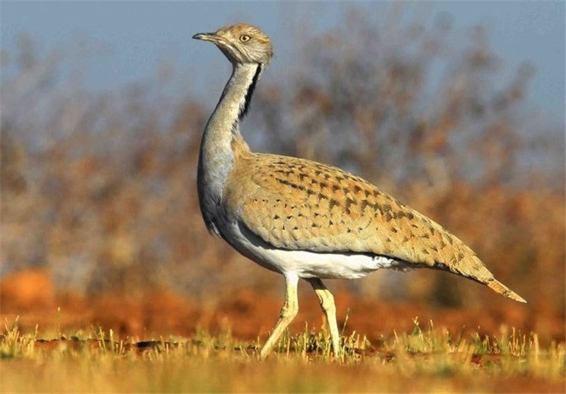 محموله بزرگ پرنده غیرمجاز در سیستان و بلوچستان کشف شد