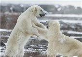 تصاویر مبارزه خرس های قطبی