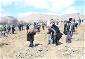 200 هکتار از حاشیه دریاچه ارومیه درختکاری شد‌