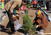1000 درخت رایگان بین شهروندان در اندیمشک توزیع شد
