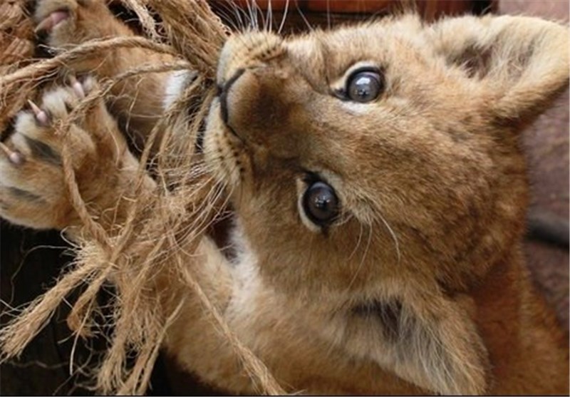 برگزیده عکس های خبری 18 اسفند 93