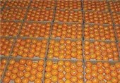 تسنیم گزارش می‌دهد؛ پای دلالان در بازار نارنگی مازندران/ سود باغداران به جیب واسطه‌ها