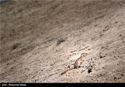 Iran’s Beauties in Photos:Turkmen Sahra