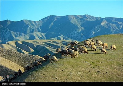 Iran’s Beauties in Photos:Turkmen Sahra