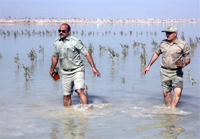 570 گونه درختی حرا در ساحل خلیج فارس بوشهر کشت شد